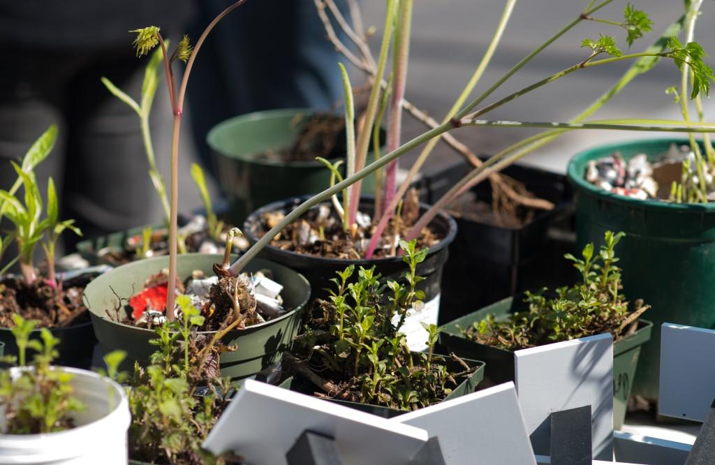 Potted herbs that will be planted in the U N E Biddeford Campus medicinal herb garden