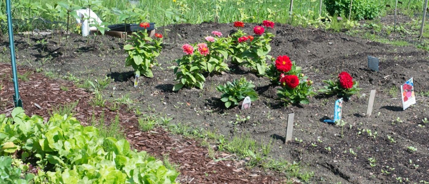 Red and pink flowers, and lettuce, growing in the community garden