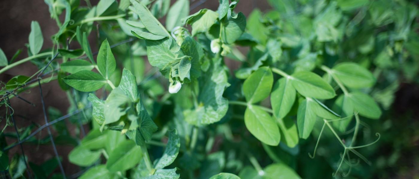 community garden herbs