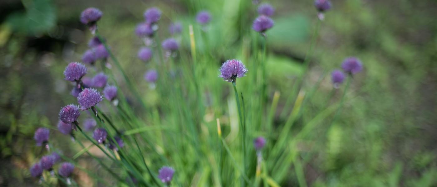 Chives